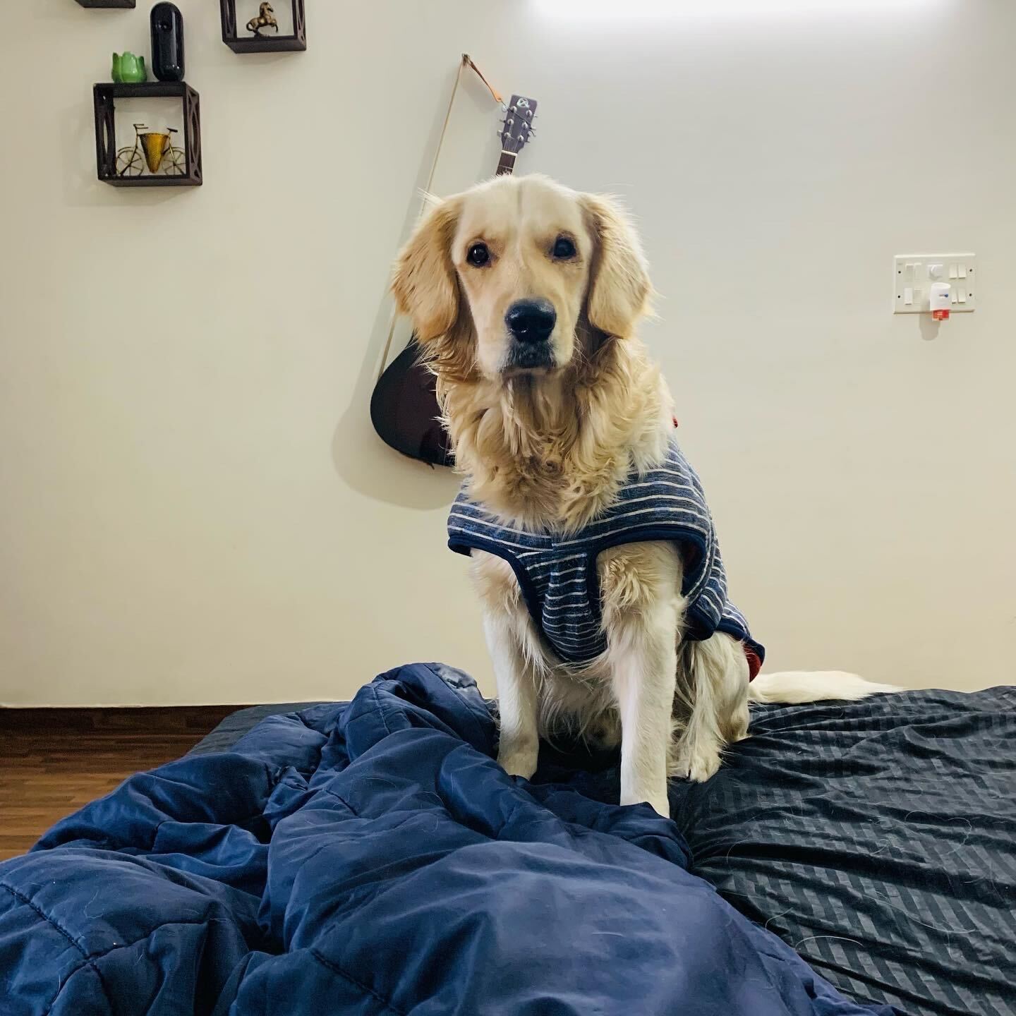 Love the golden retriever